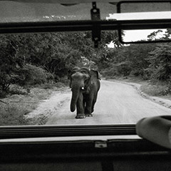 Wildlife tours and safaris at Udawalawe National Park, Sri Lanka