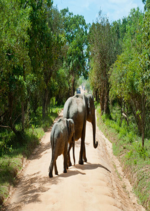 Safari adventure and wildlife spotting at Yala National Park, Sri Lanka